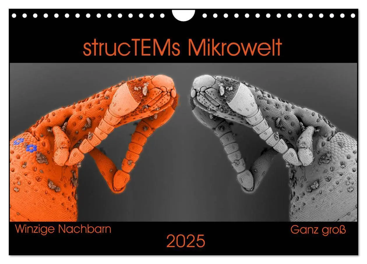 Cover: 9783435338344 | strucTEMs Mikrowelt - Winzige Nachbarn ganz groß (Wandkalender 2025...