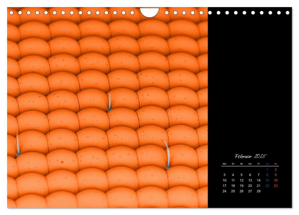 Bild: 9783435338344 | strucTEMs Mikrowelt - Winzige Nachbarn ganz groß (Wandkalender 2025...