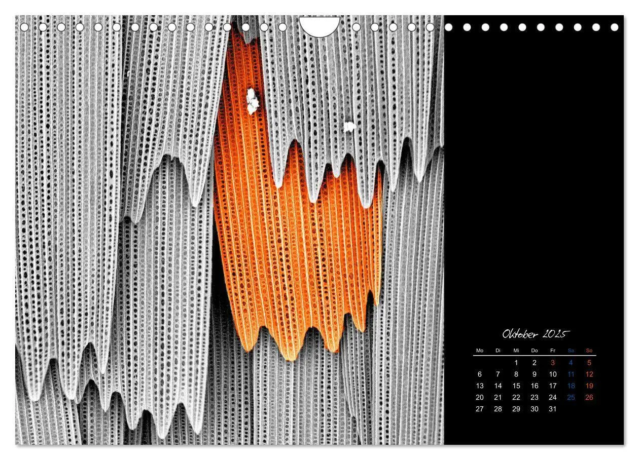 Bild: 9783435338344 | strucTEMs Mikrowelt - Winzige Nachbarn ganz groß (Wandkalender 2025...