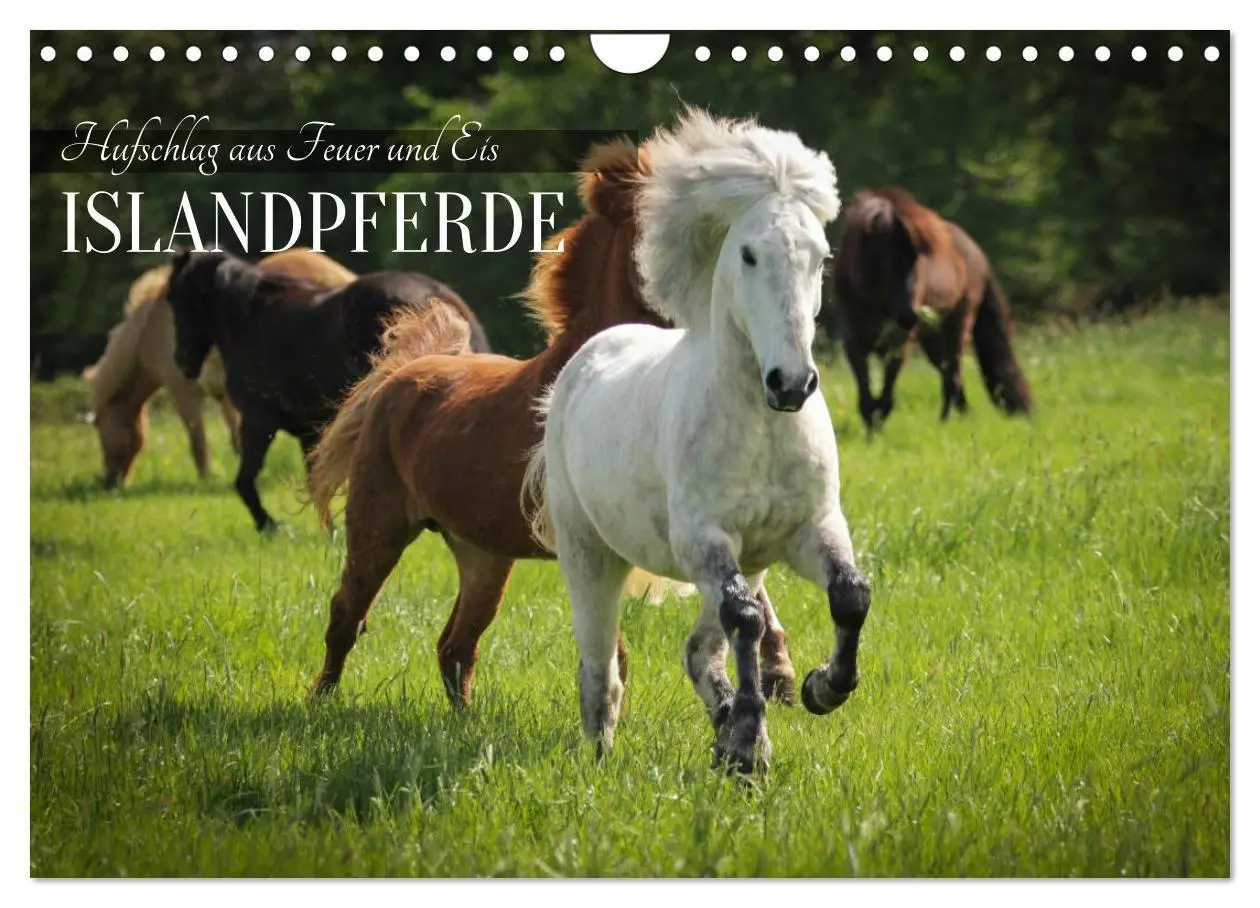 Cover: 9783516818444 | Islandpferde - Hufschlag aus Feuer und Eis (Wandkalender 2027 DIN...