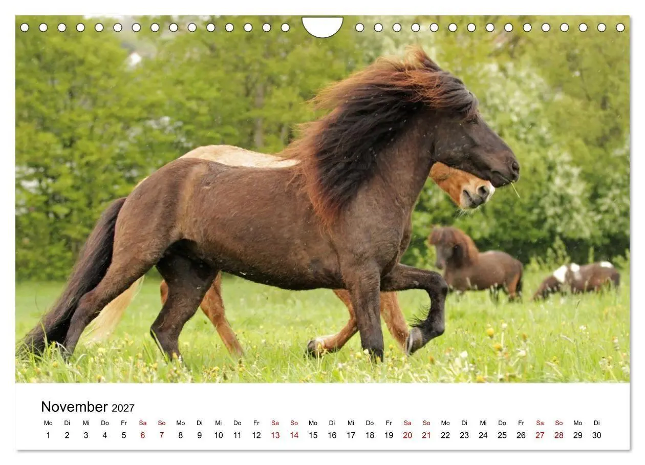 Bild: 9783516818444 | Islandpferde - Hufschlag aus Feuer und Eis (Wandkalender 2027 DIN...