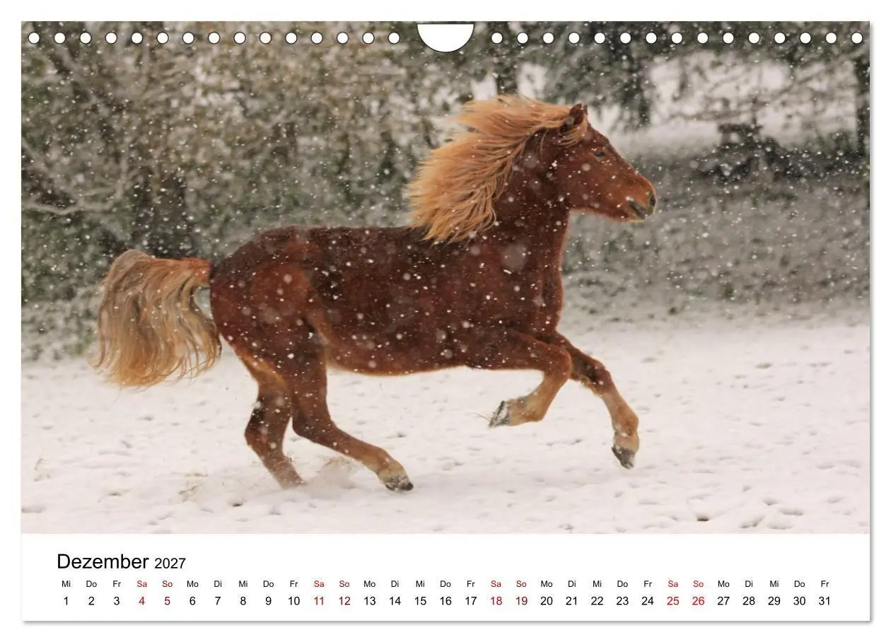 Bild: 9783516818444 | Islandpferde - Hufschlag aus Feuer und Eis (Wandkalender 2027 DIN...