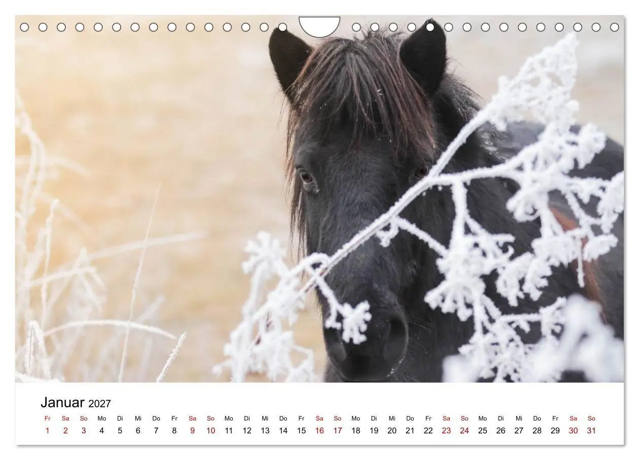 Bild: 9783516818444 | Islandpferde - Hufschlag aus Feuer und Eis (Wandkalender 2027 DIN...