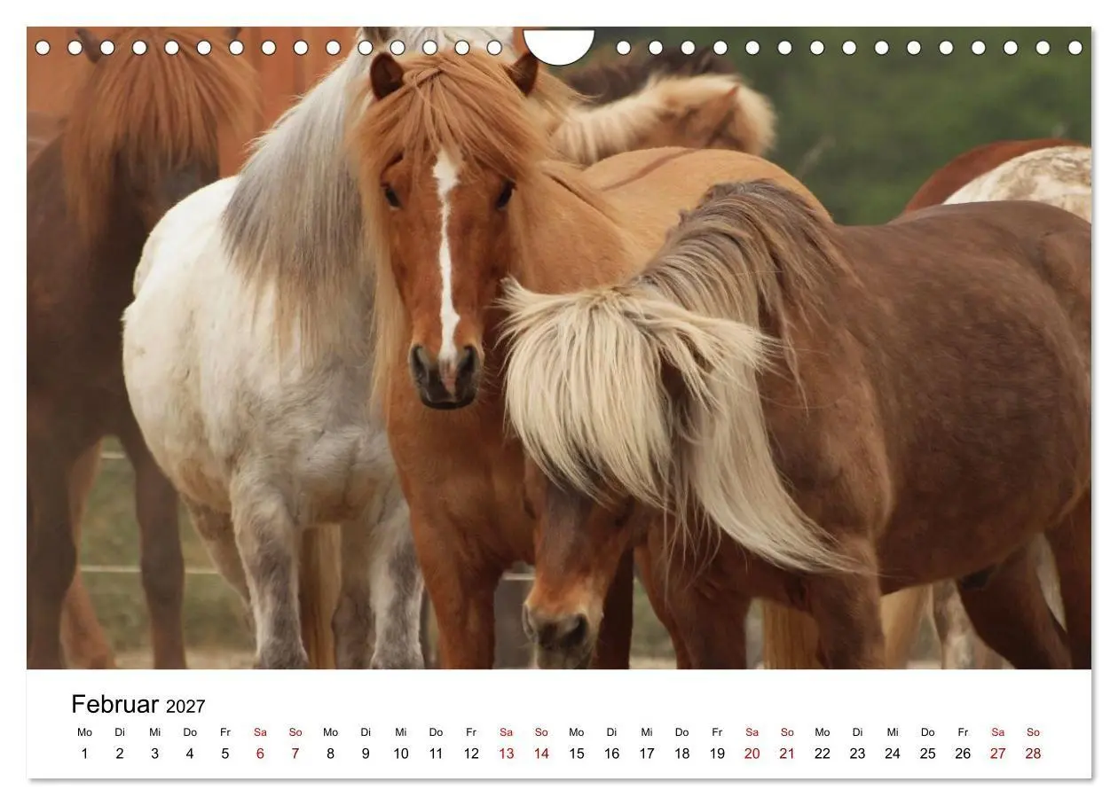 Bild: 9783516818444 | Islandpferde - Hufschlag aus Feuer und Eis (Wandkalender 2027 DIN...