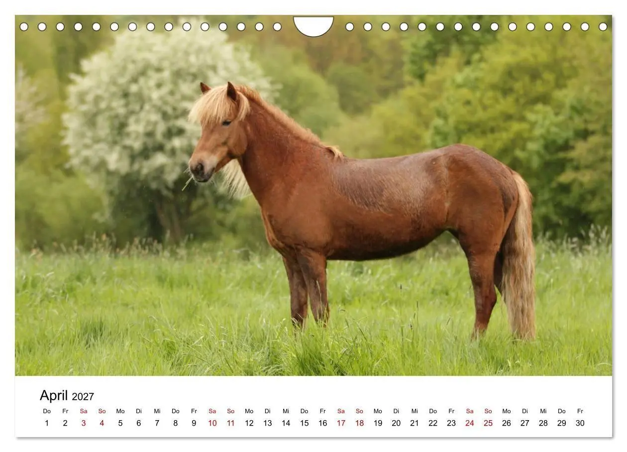 Bild: 9783516818444 | Islandpferde - Hufschlag aus Feuer und Eis (Wandkalender 2027 DIN...