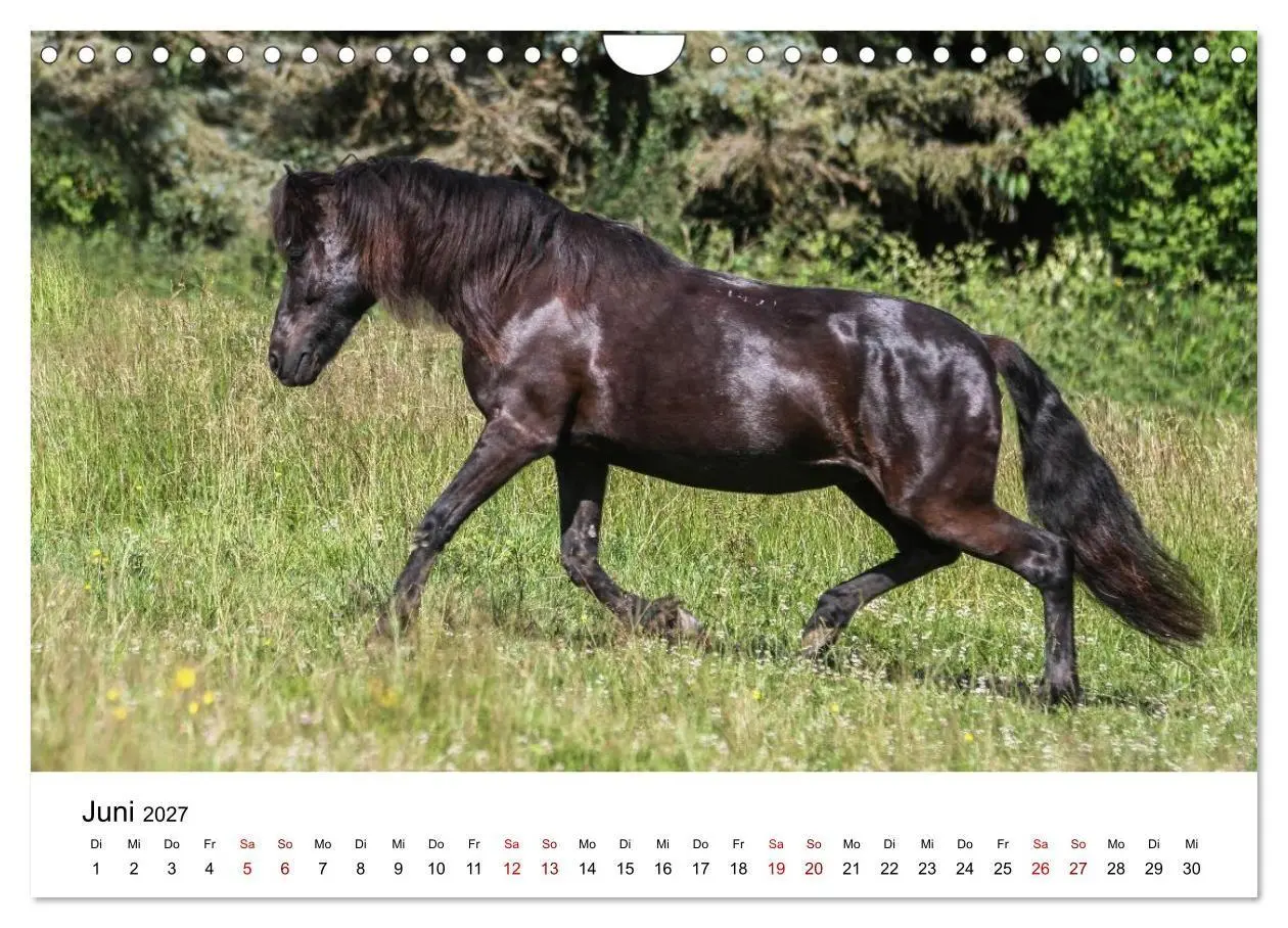 Bild: 9783516818444 | Islandpferde - Hufschlag aus Feuer und Eis (Wandkalender 2027 DIN...