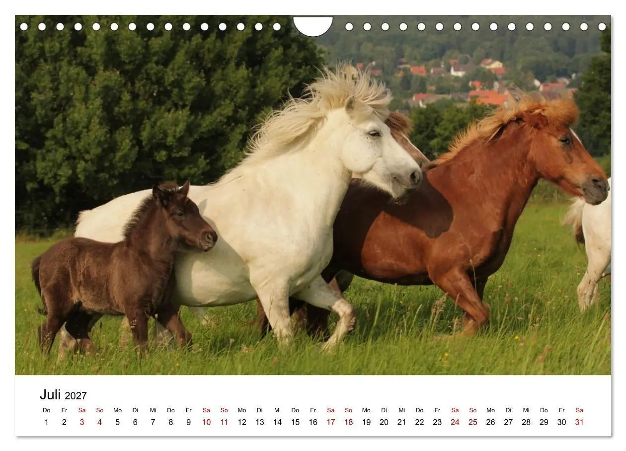 Bild: 9783516818444 | Islandpferde - Hufschlag aus Feuer und Eis (Wandkalender 2027 DIN...