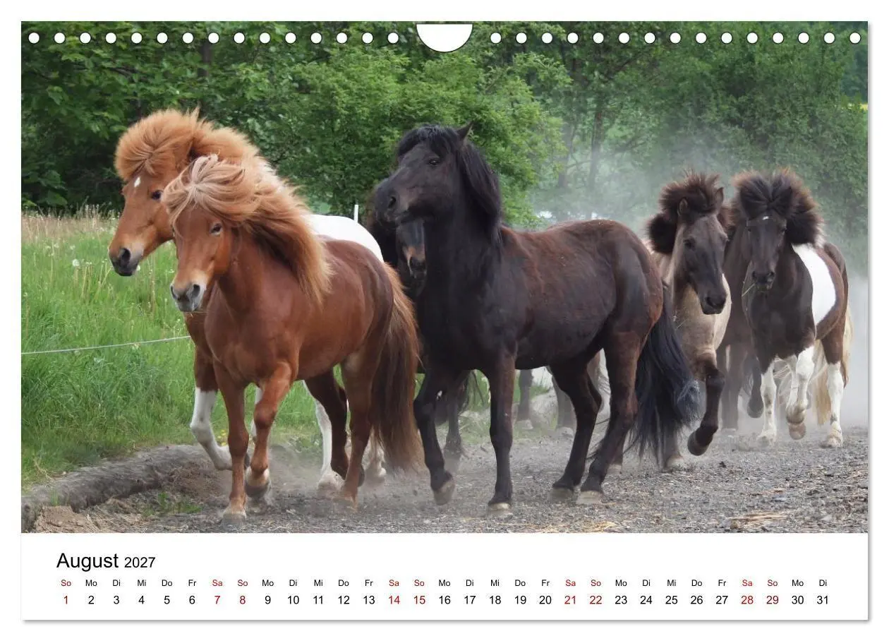 Bild: 9783516818444 | Islandpferde - Hufschlag aus Feuer und Eis (Wandkalender 2027 DIN...