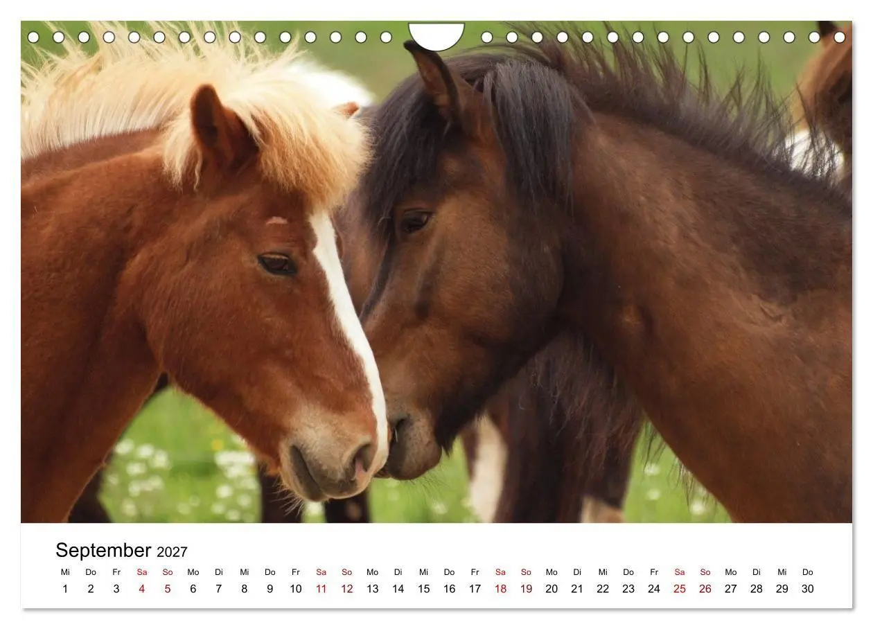 Bild: 9783516818444 | Islandpferde - Hufschlag aus Feuer und Eis (Wandkalender 2027 DIN...