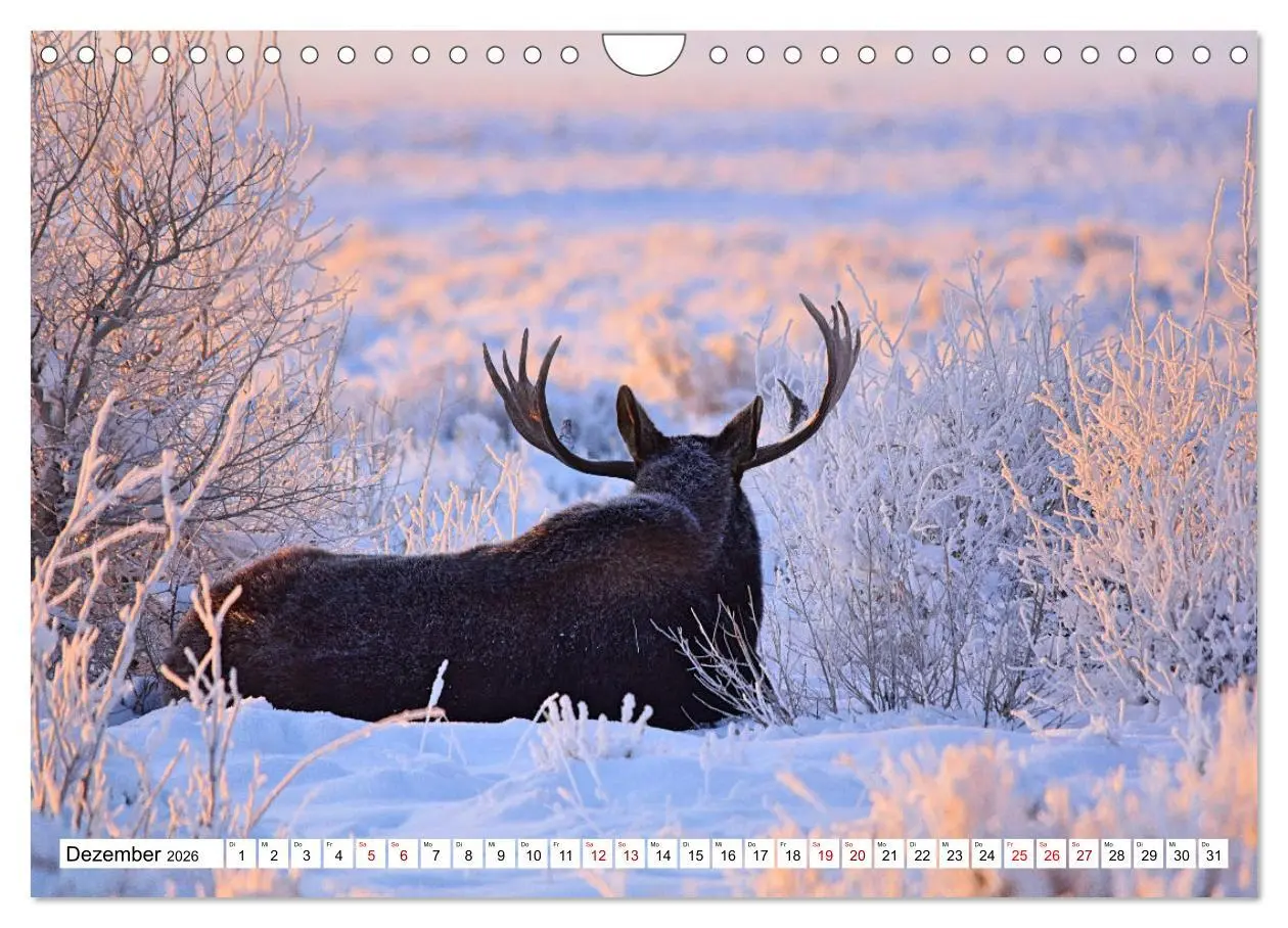 Bild: 9783457568644 | Auf den Spuren der Elche (Wandkalender 2026 DIN A4 quer), CALVENDO...