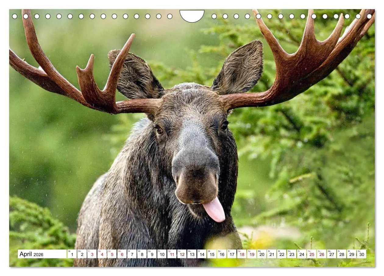 Bild: 9783457568644 | Auf den Spuren der Elche (Wandkalender 2026 DIN A4 quer), CALVENDO...