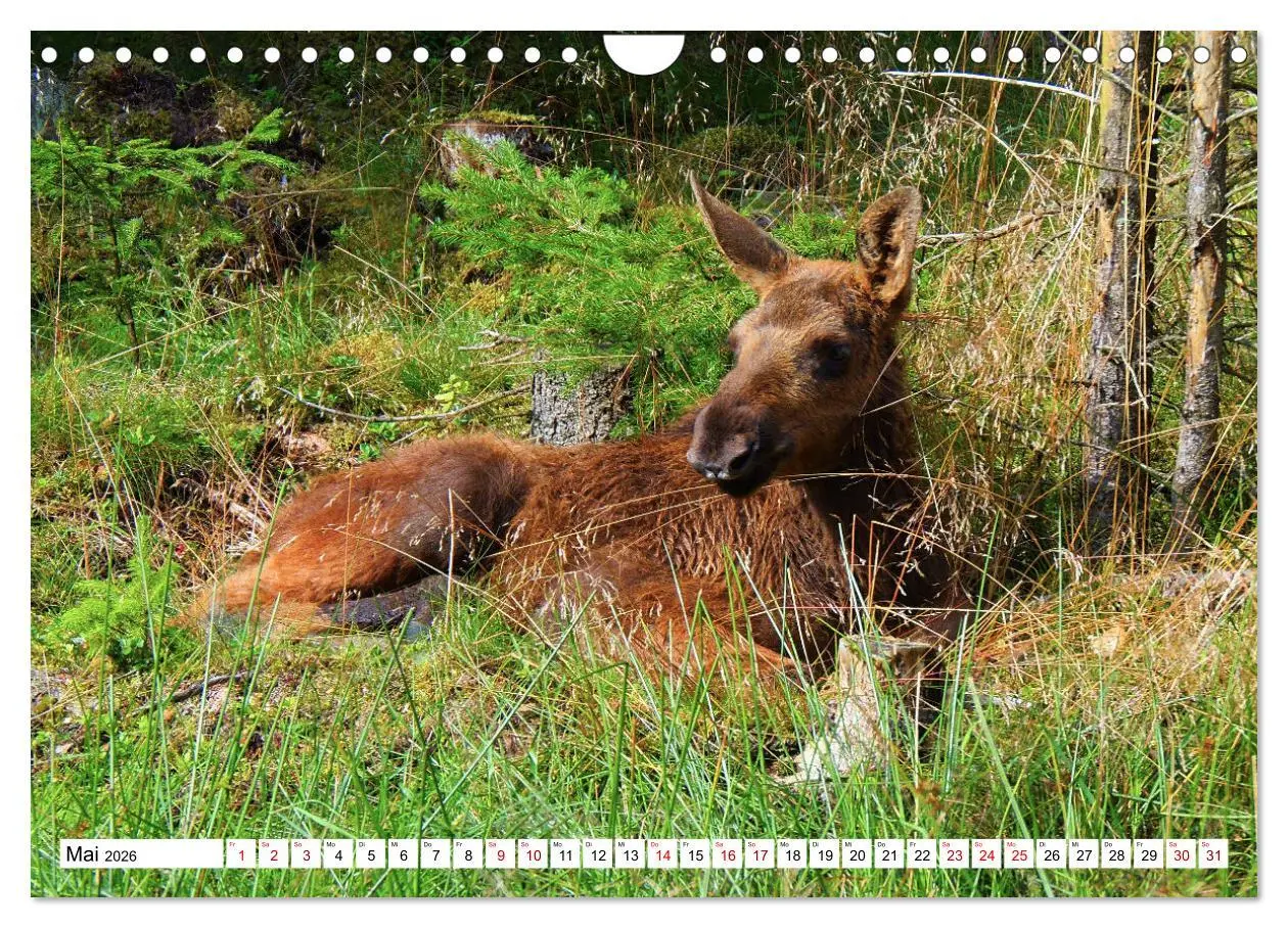 Bild: 9783457568644 | Auf den Spuren der Elche (Wandkalender 2026 DIN A4 quer), CALVENDO...