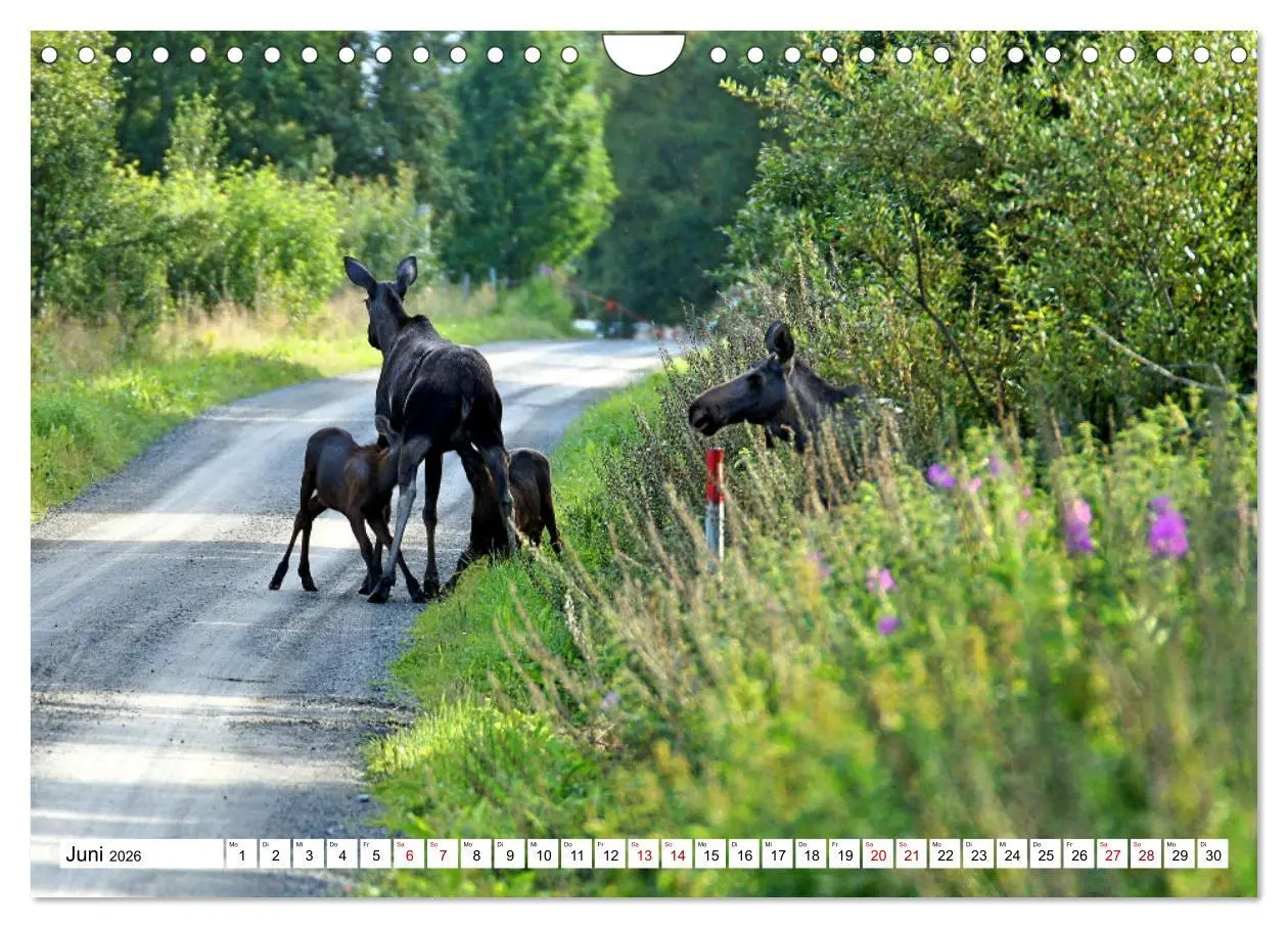 Bild: 9783457568644 | Auf den Spuren der Elche (Wandkalender 2026 DIN A4 quer), CALVENDO...