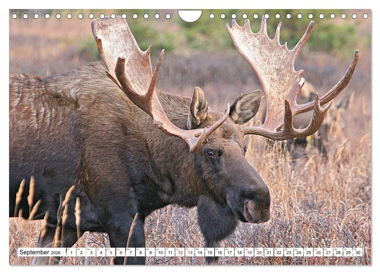 Bild: 9783457568644 | Auf den Spuren der Elche (Wandkalender 2026 DIN A4 quer), CALVENDO...
