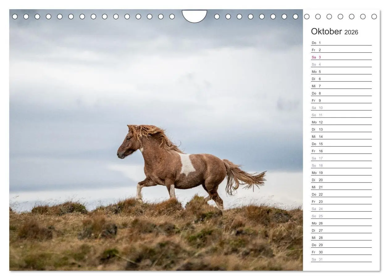 Bild: 9783457558744 | Islandpferde Kalender (Wandkalender 2026 DIN A4 quer), CALVENDO...