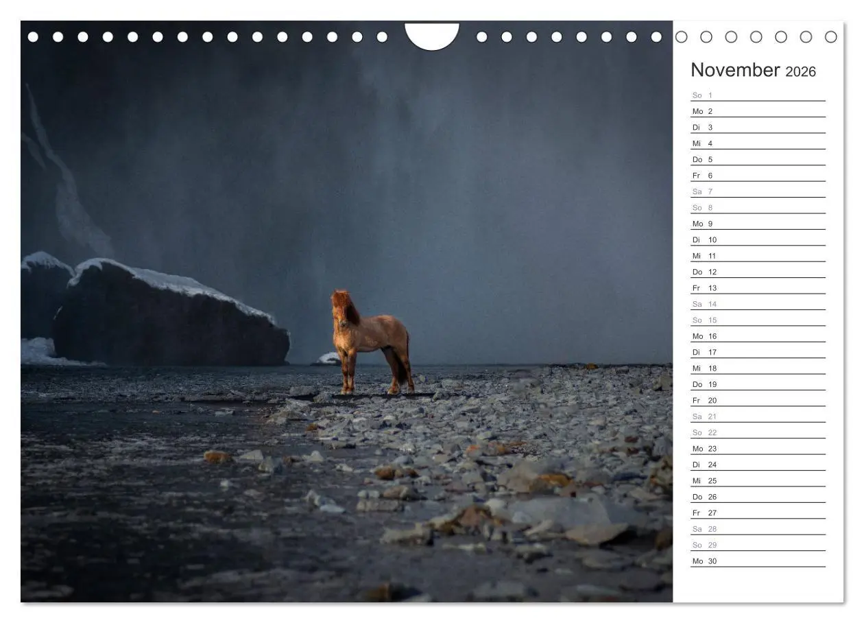 Bild: 9783457558744 | Islandpferde Kalender (Wandkalender 2026 DIN A4 quer), CALVENDO...