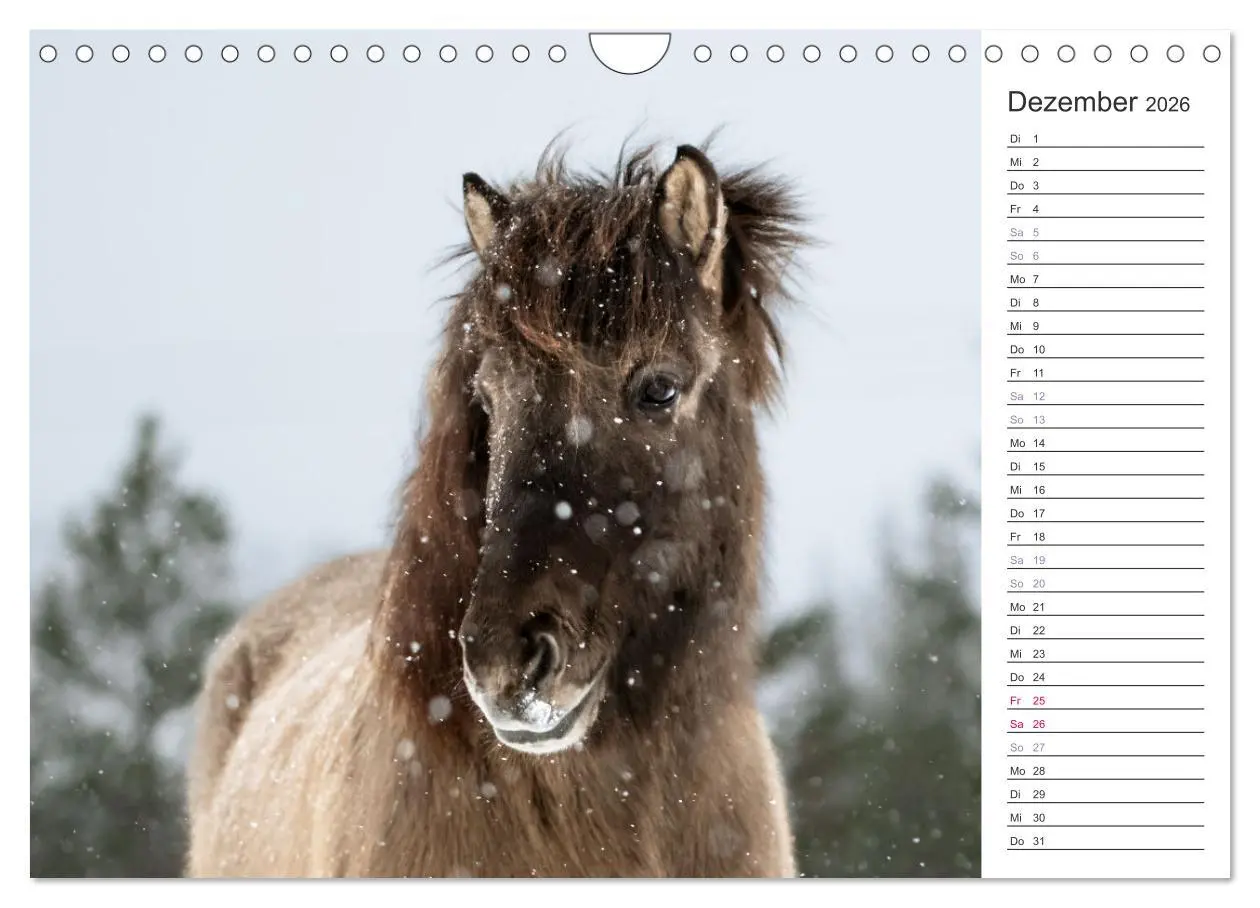 Bild: 9783457558744 | Islandpferde Kalender (Wandkalender 2026 DIN A4 quer), CALVENDO...