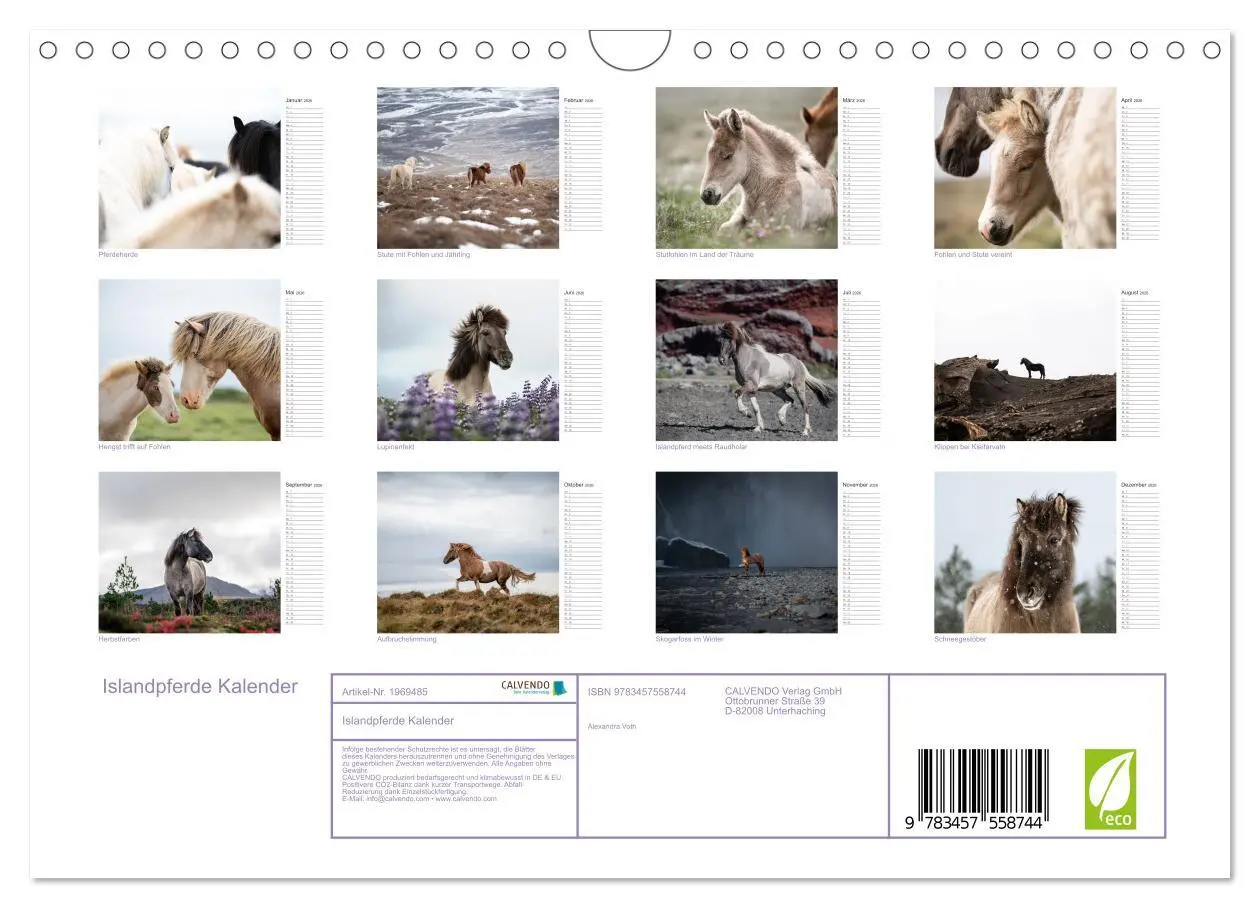 Bild: 9783457558744 | Islandpferde Kalender (Wandkalender 2026 DIN A4 quer), CALVENDO...