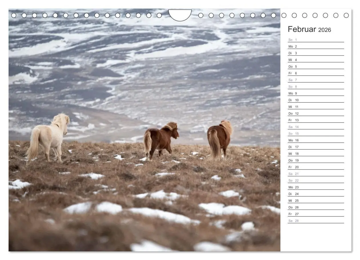 Bild: 9783457558744 | Islandpferde Kalender (Wandkalender 2026 DIN A4 quer), CALVENDO...