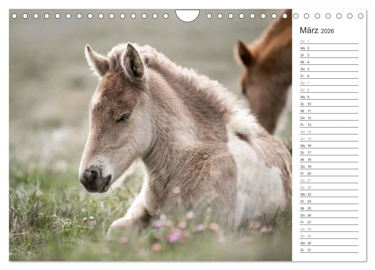 Bild: 9783457558744 | Islandpferde Kalender (Wandkalender 2026 DIN A4 quer), CALVENDO...