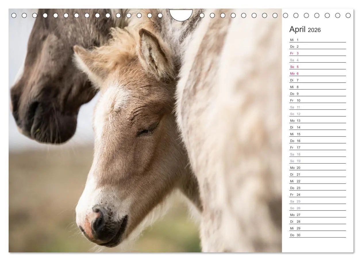 Bild: 9783457558744 | Islandpferde Kalender (Wandkalender 2026 DIN A4 quer), CALVENDO...