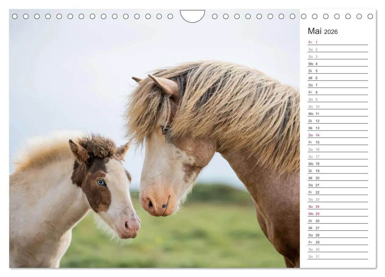 Bild: 9783457558744 | Islandpferde Kalender (Wandkalender 2026 DIN A4 quer), CALVENDO...