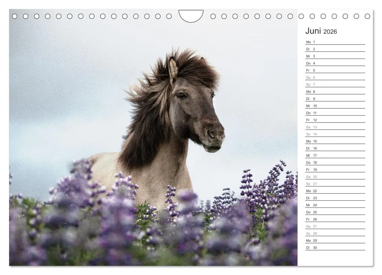 Bild: 9783457558744 | Islandpferde Kalender (Wandkalender 2026 DIN A4 quer), CALVENDO...