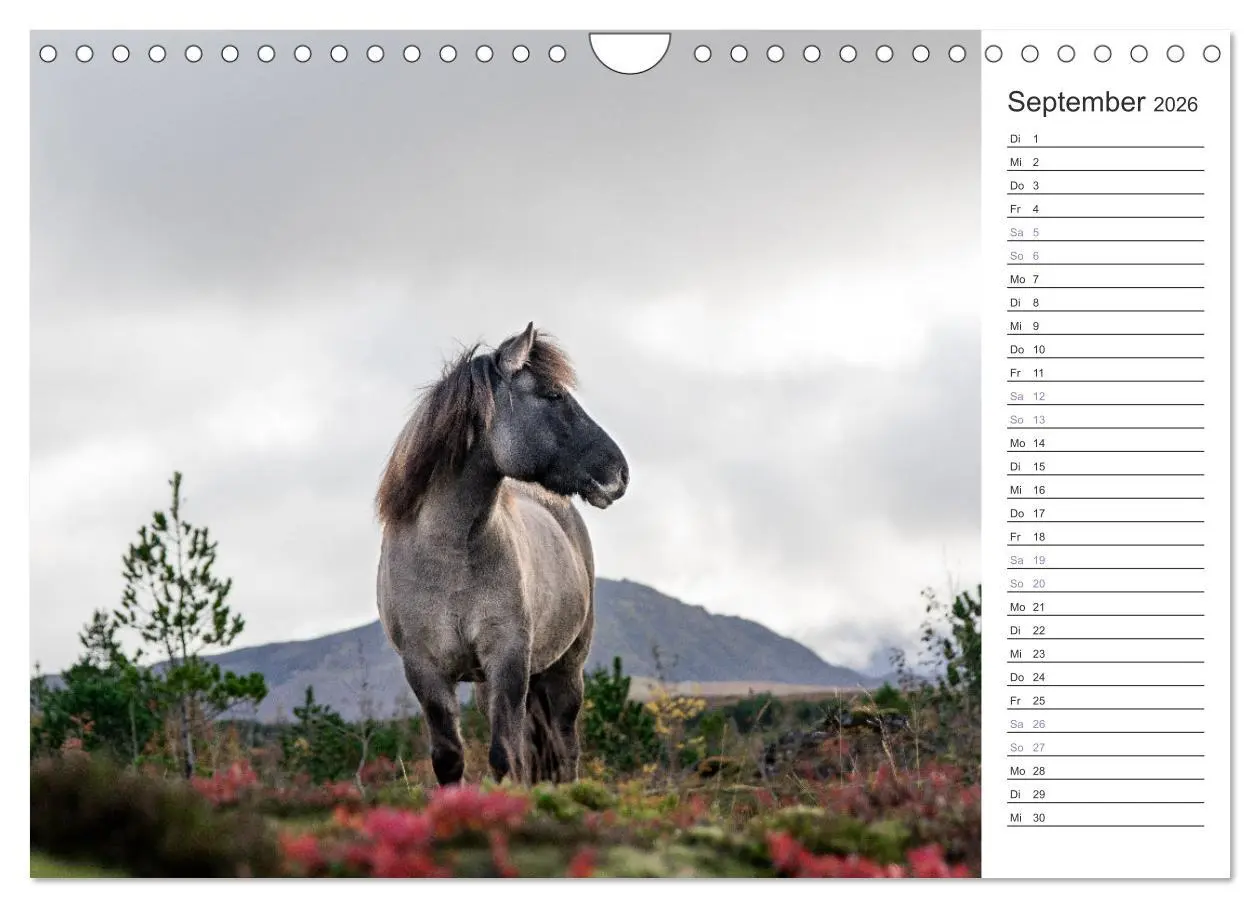 Bild: 9783457558744 | Islandpferde Kalender (Wandkalender 2026 DIN A4 quer), CALVENDO...