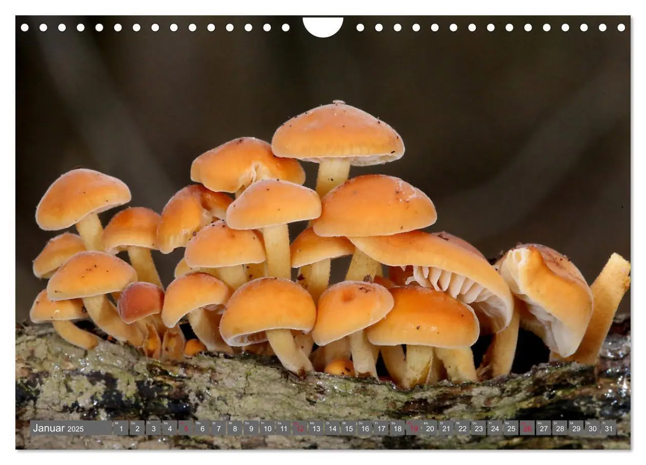 Bild: 9783435078844 | PILZE IM WALD (Wandkalender 2025 DIN A4 quer), CALVENDO Monatskalender