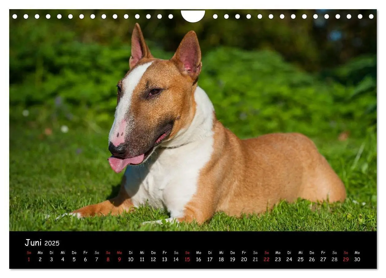 Bild: 9783435768844 | Bullterrier (Wandkalender 2025 DIN A4 quer), CALVENDO Monatskalender