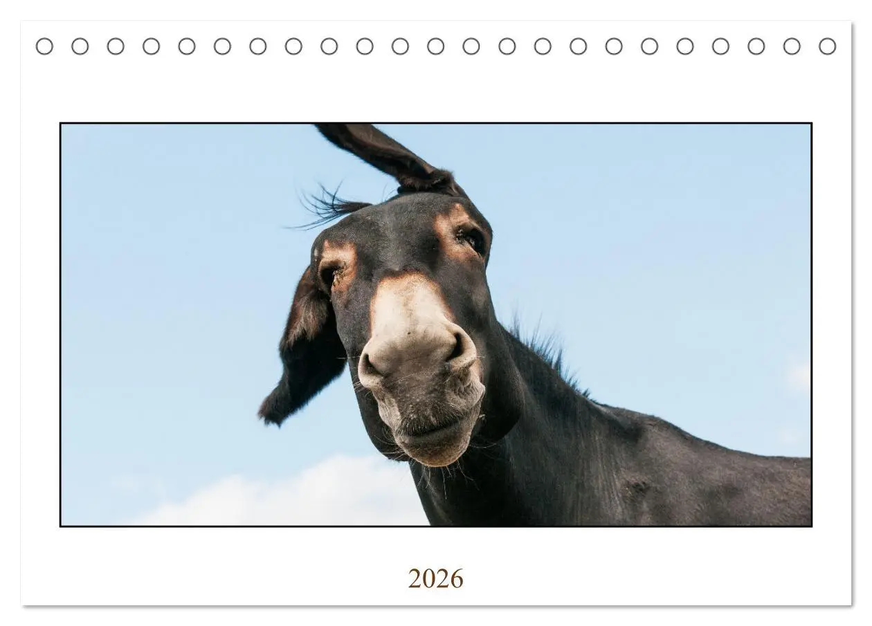 Cover: 9783457618844 | Esel Lebensfreude - Spaß mit Langohren (Tischkalender 2026 DIN A5...