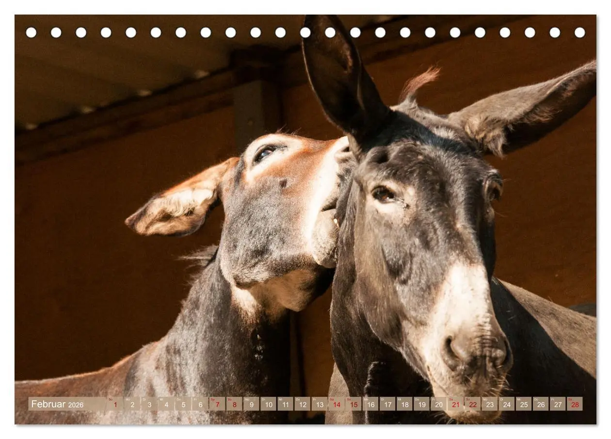 Bild: 9783457618844 | Esel Lebensfreude - Spaß mit Langohren (Tischkalender 2026 DIN A5...