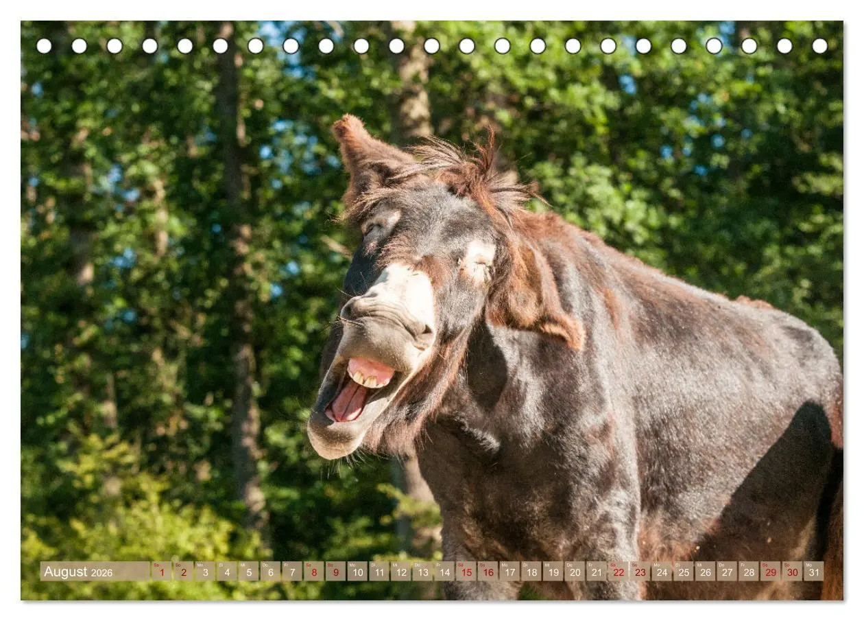 Bild: 9783457618844 | Esel Lebensfreude - Spaß mit Langohren (Tischkalender 2026 DIN A5...