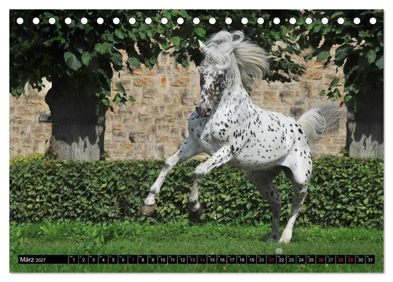 Bild: 9783569968844 | Traumpferde - Fürstliche Hofreitschule Bückeburg (Tischkalender...