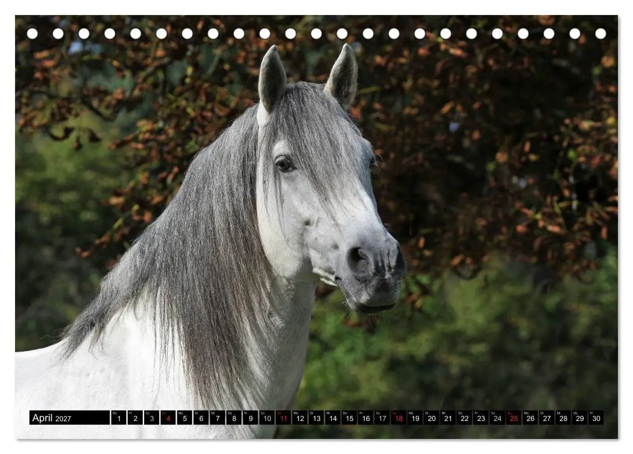 Bild: 9783569968844 | Traumpferde - Fürstliche Hofreitschule Bückeburg (Tischkalender...