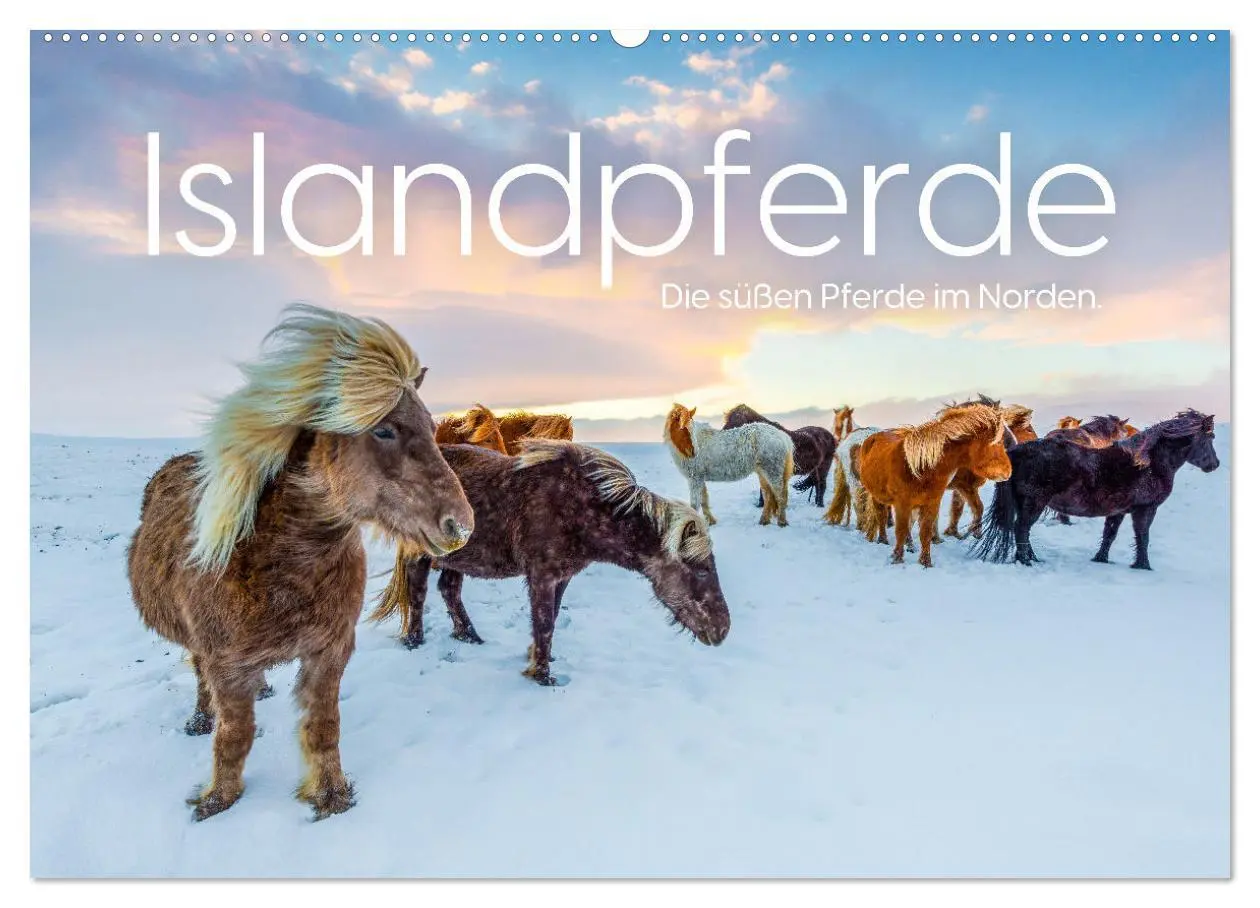 Cover: 9783457538944 | Islandpferde - Die süßen Pferde im Norden. (Wandkalender 2026 DIN...