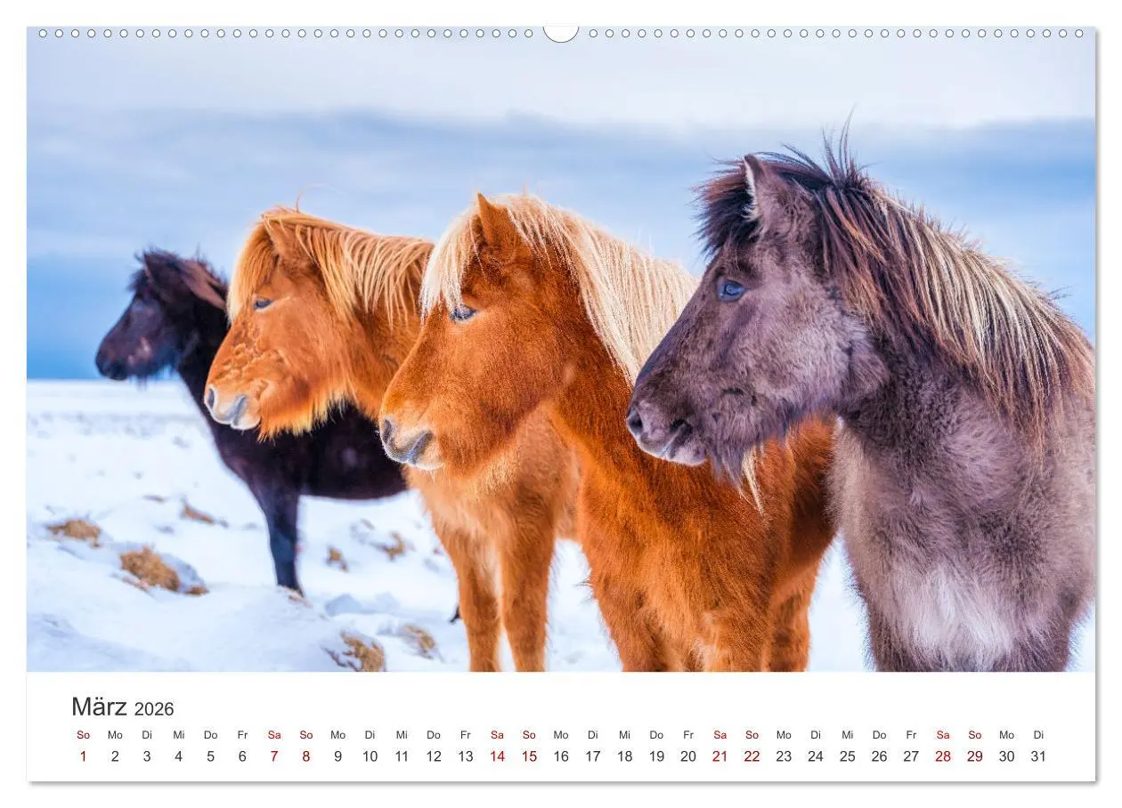 Bild: 9783457538944 | Islandpferde - Die süßen Pferde im Norden. (Wandkalender 2026 DIN...