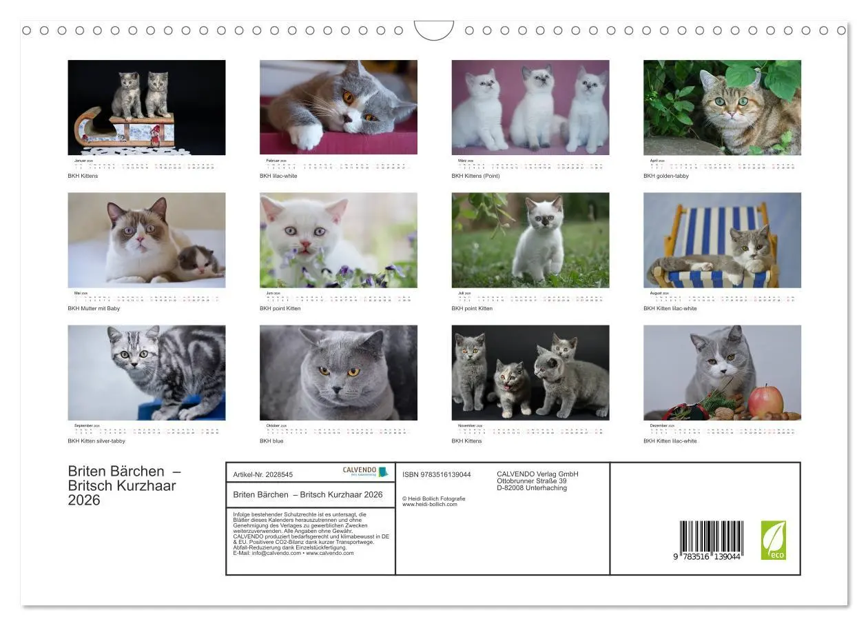 Bild: 9783516139044 | Briten Bärchen - Britsch Kurzhaar 2026 (Wandkalender 2026 DIN A3...