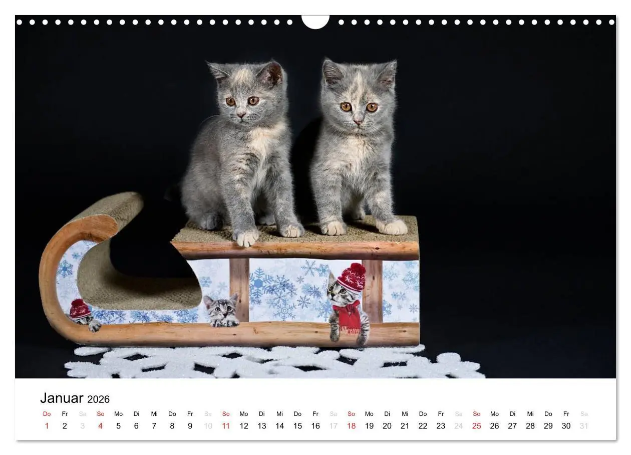 Bild: 9783516139044 | Briten Bärchen - Britsch Kurzhaar 2026 (Wandkalender 2026 DIN A3...