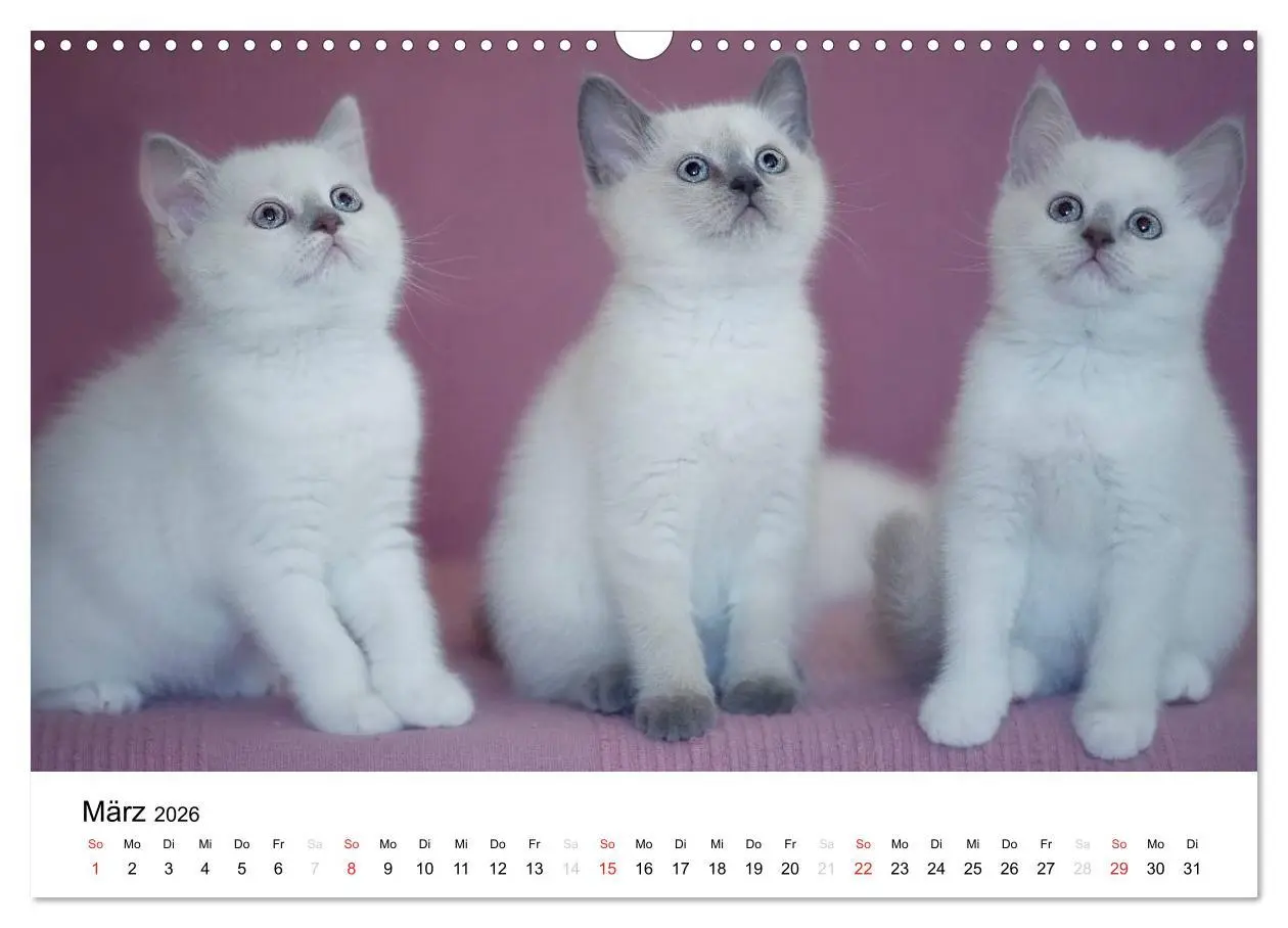 Bild: 9783516139044 | Briten Bärchen - Britsch Kurzhaar 2026 (Wandkalender 2026 DIN A3...