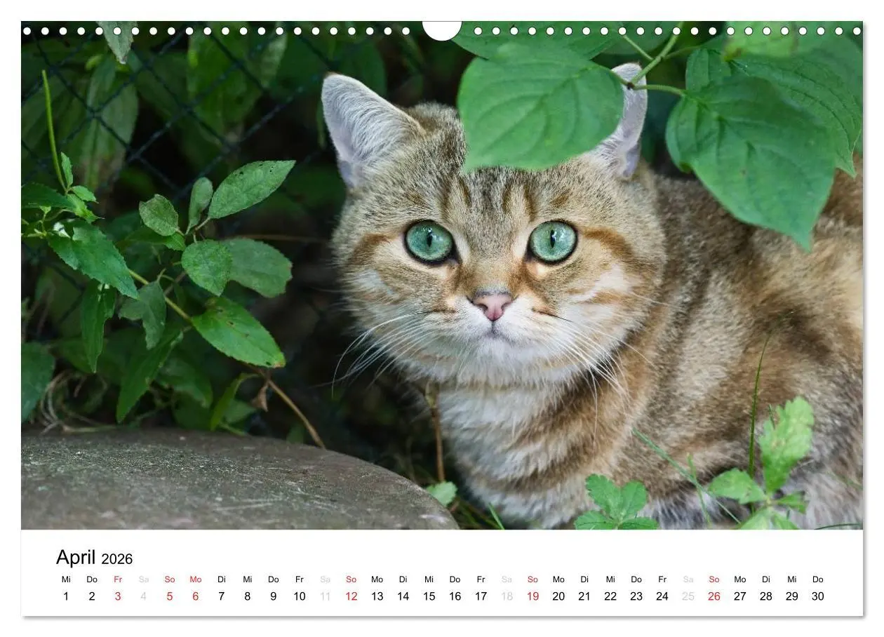 Bild: 9783516139044 | Briten Bärchen - Britsch Kurzhaar 2026 (Wandkalender 2026 DIN A3...