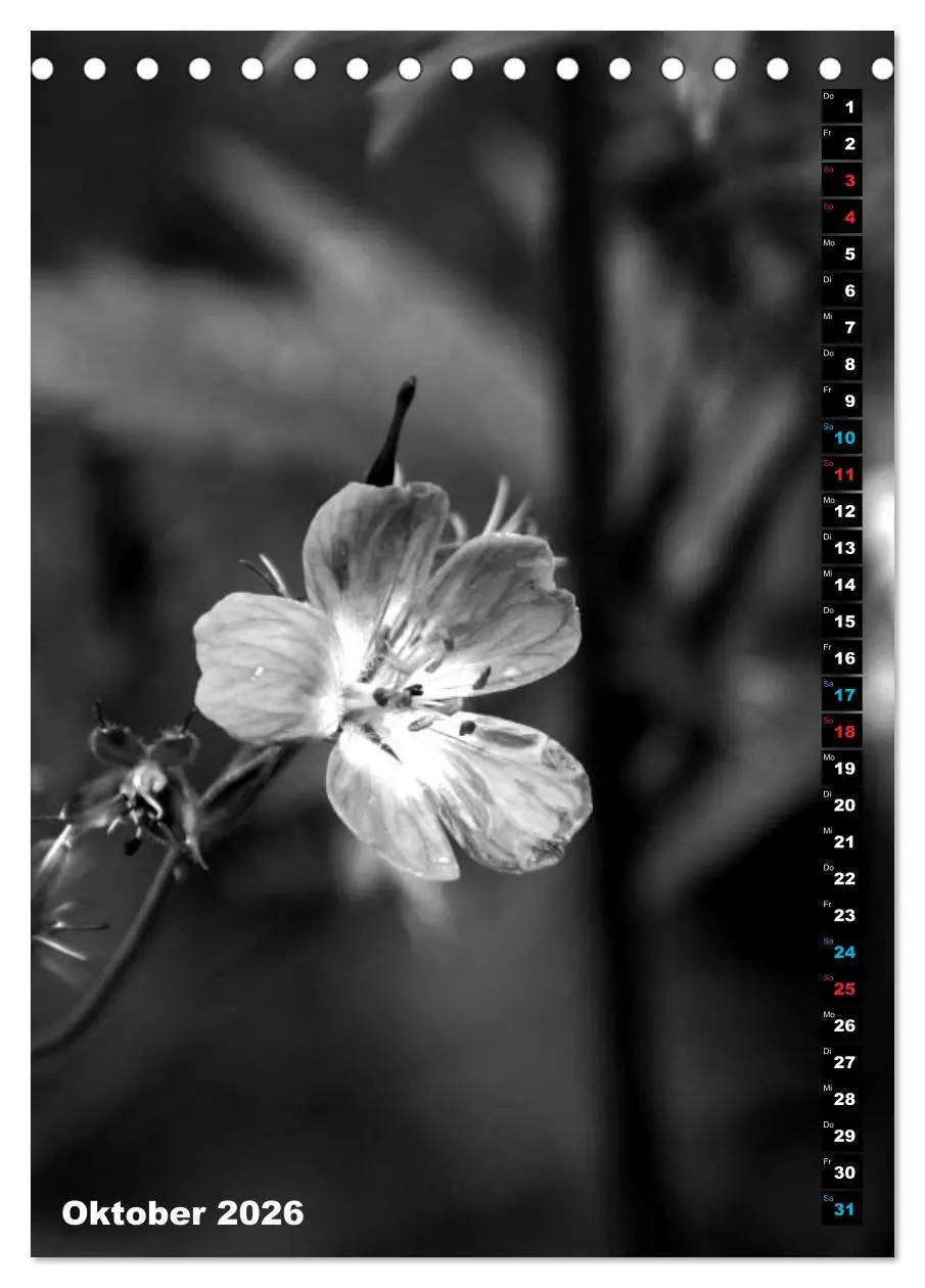 Bild: 9783516419344 | Blumige Graustufen - Schwarz und Weiß (Tischkalender 2026 DIN A5...