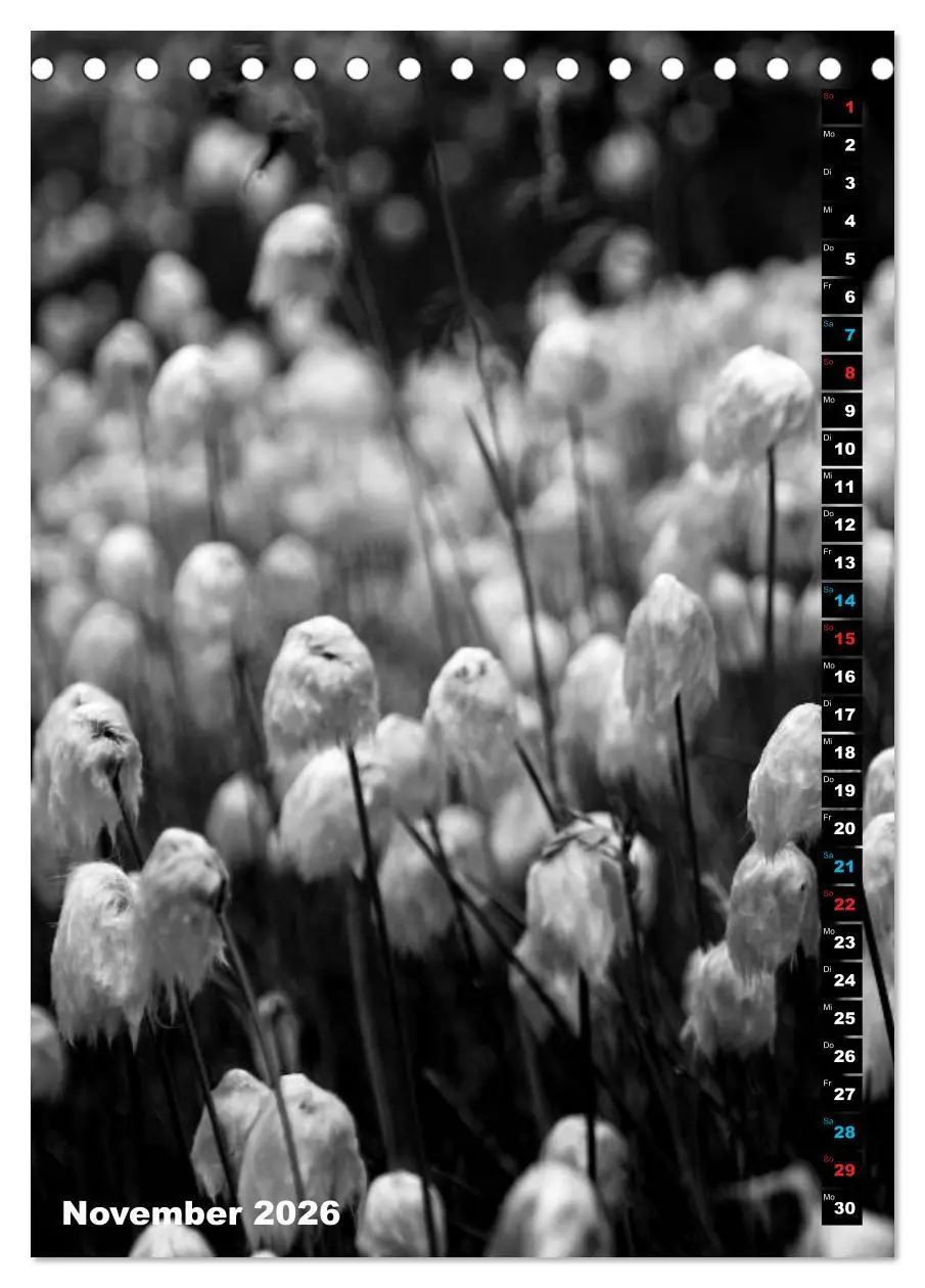 Bild: 9783516419344 | Blumige Graustufen - Schwarz und Weiß (Tischkalender 2026 DIN A5...