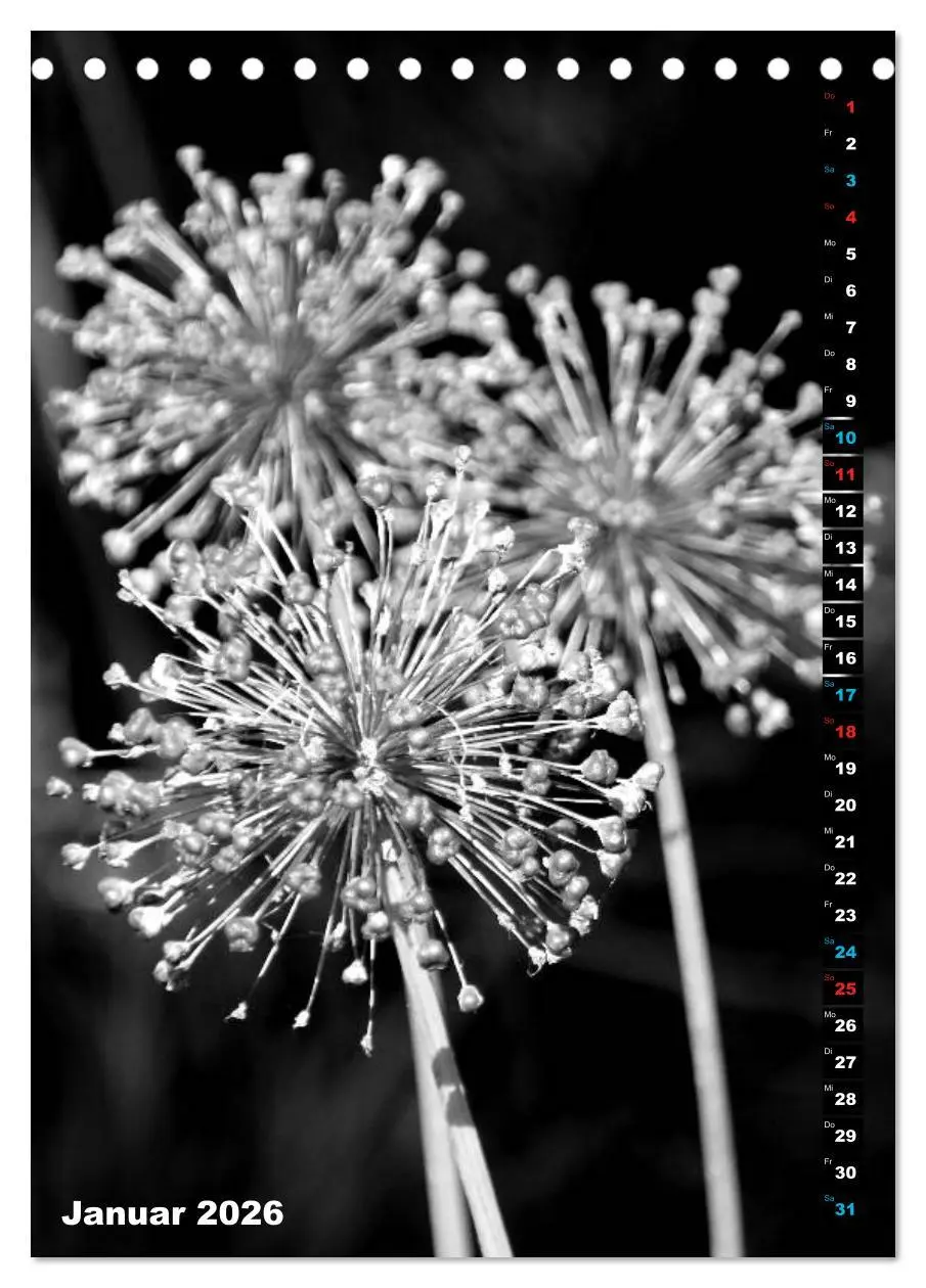 Bild: 9783516419344 | Blumige Graustufen - Schwarz und Weiß (Tischkalender 2026 DIN A5...