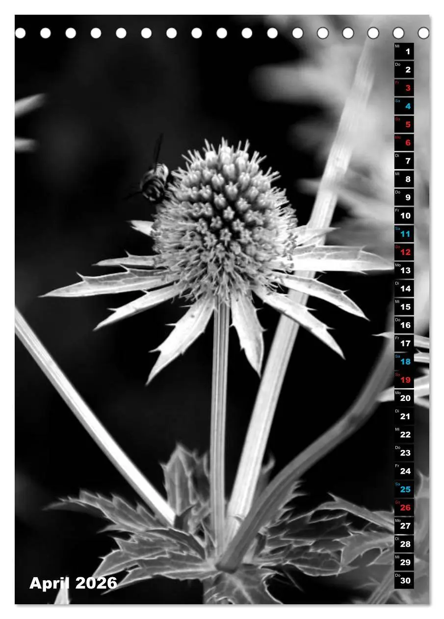 Bild: 9783516419344 | Blumige Graustufen - Schwarz und Weiß (Tischkalender 2026 DIN A5...