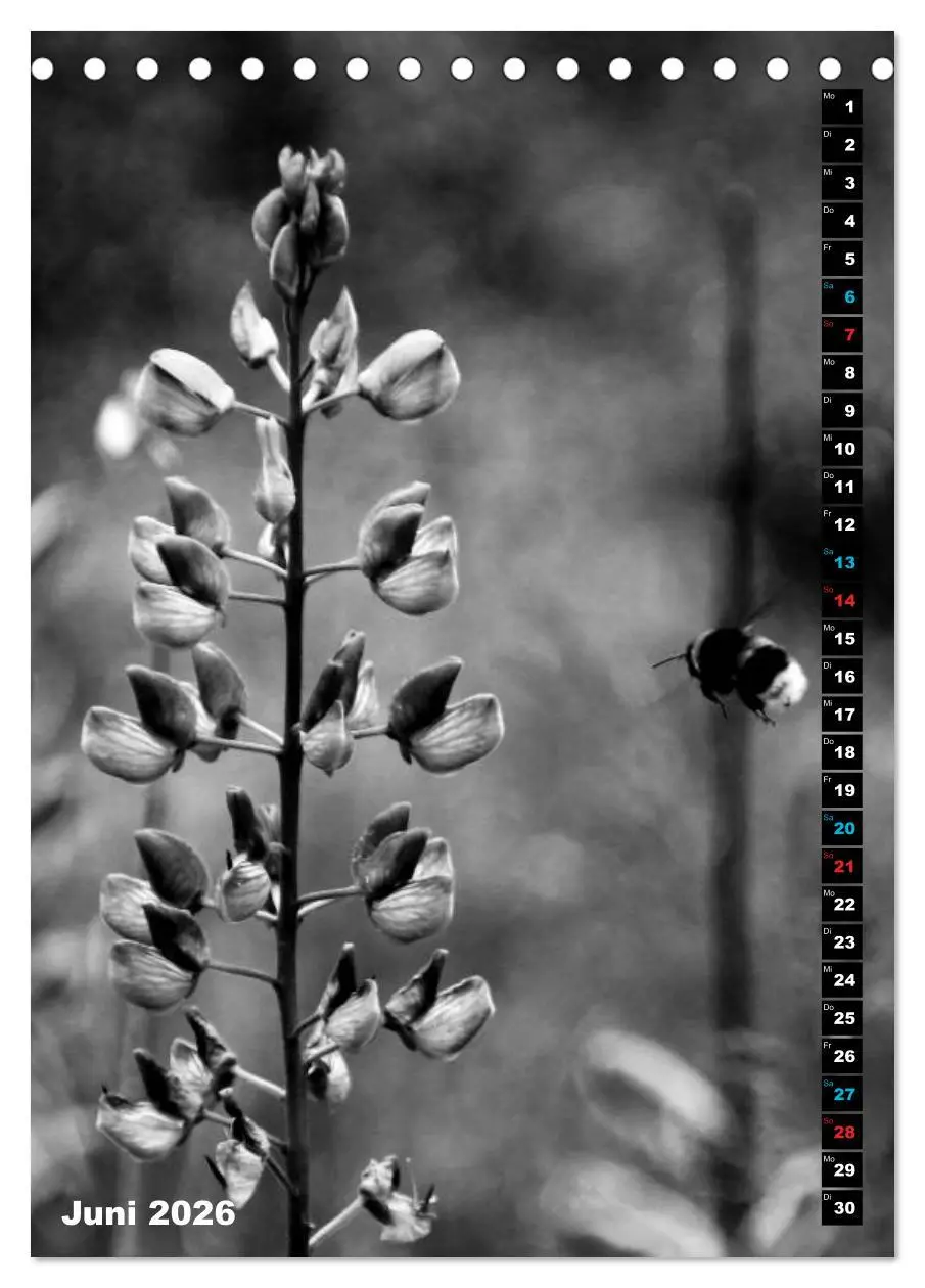 Bild: 9783516419344 | Blumige Graustufen - Schwarz und Weiß (Tischkalender 2026 DIN A5...