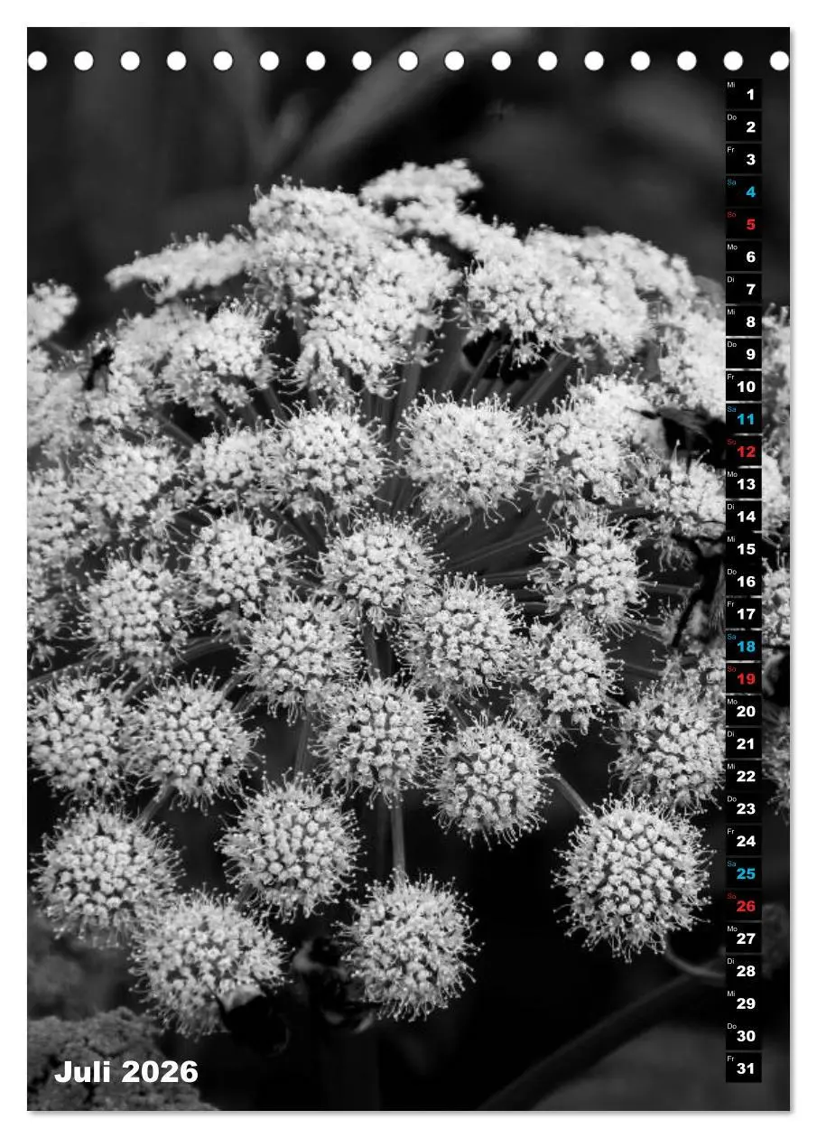 Bild: 9783516419344 | Blumige Graustufen - Schwarz und Weiß (Tischkalender 2026 DIN A5...