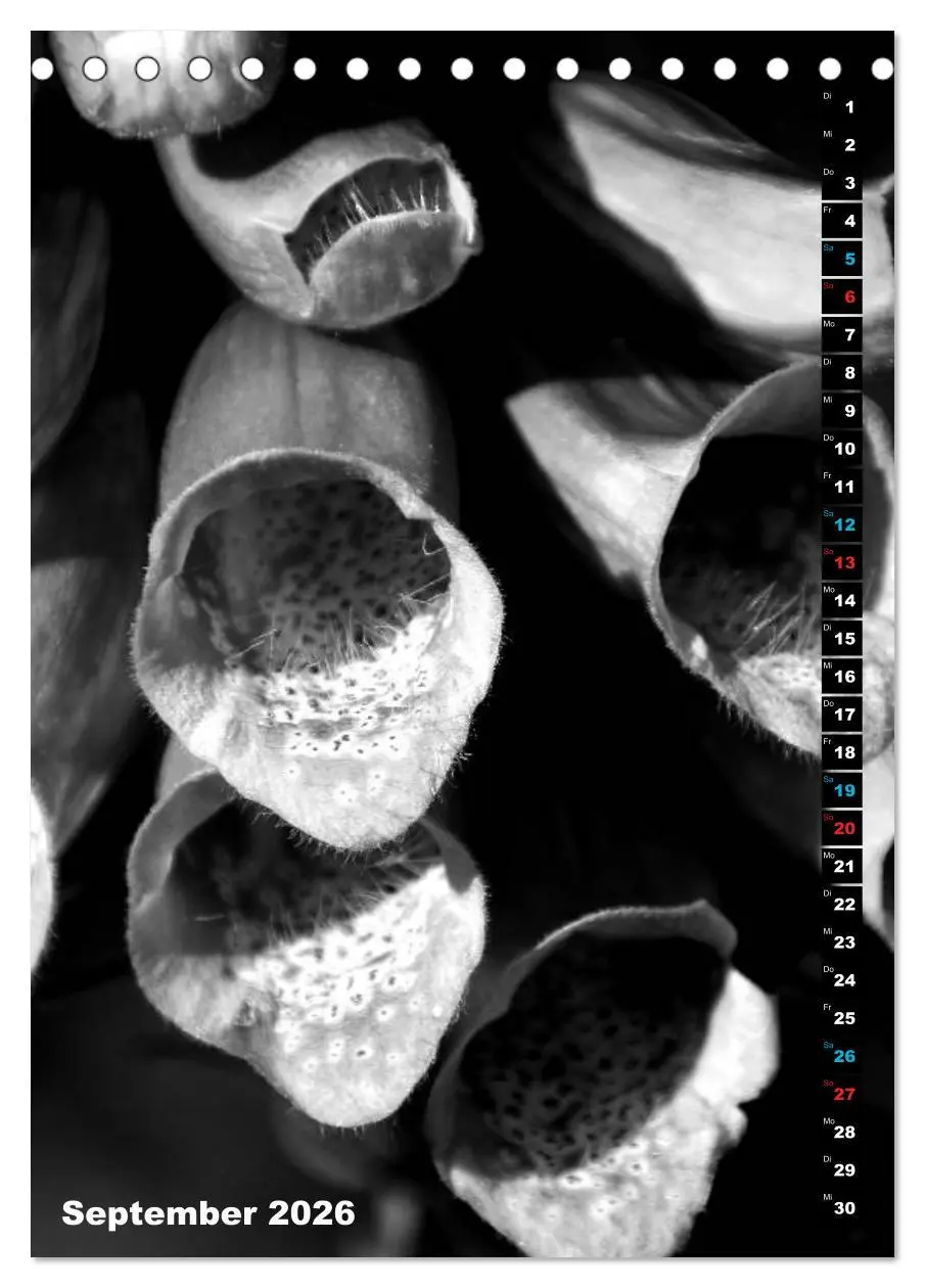 Bild: 9783516419344 | Blumige Graustufen - Schwarz und Weiß (Tischkalender 2026 DIN A5...