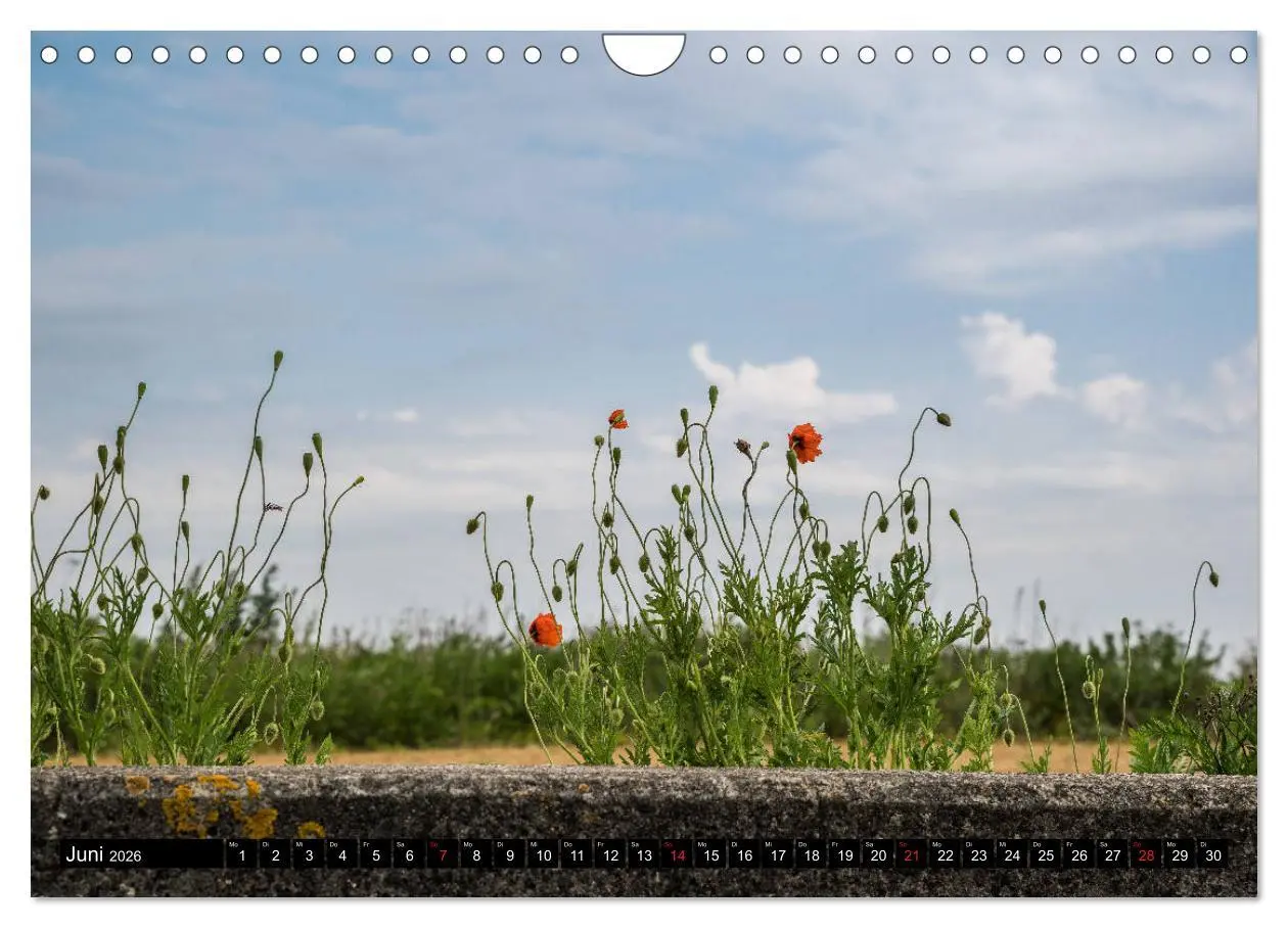 Bild: 9783457789544 | Urlaub auf Römö (Wandkalender 2026 DIN A4 quer), CALVENDO...