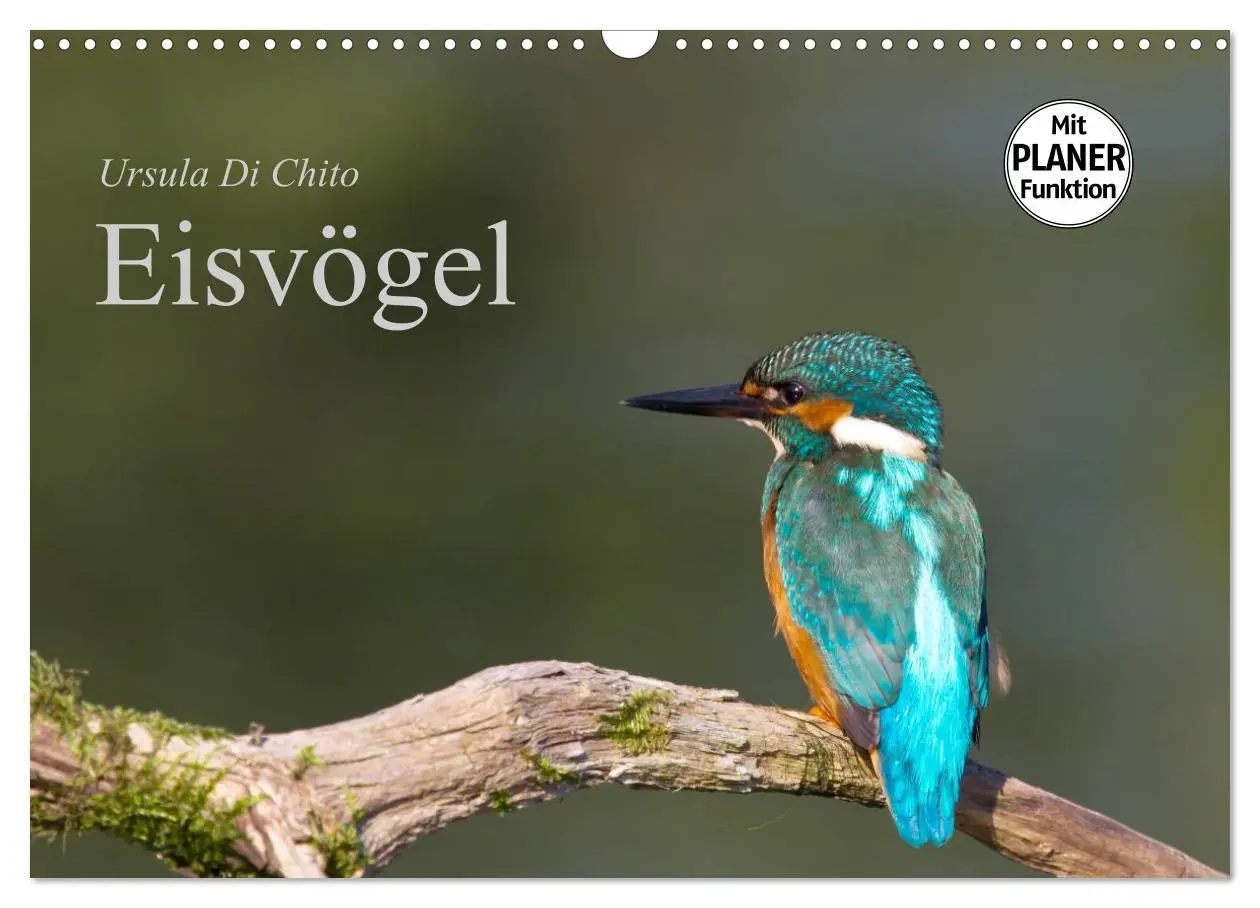 Cover: 9783516189544 | Eisvögel (Wandkalender 2026 DIN A3 quer), CALVENDO Monatskalender
